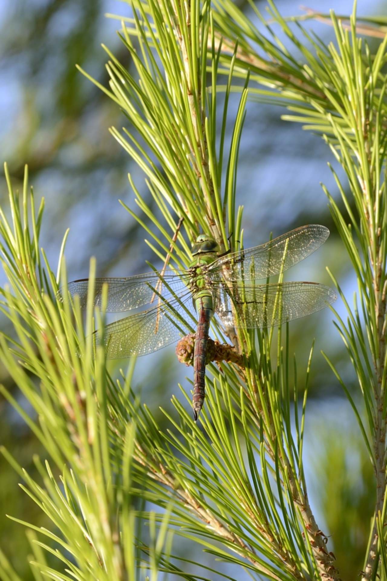 Conferma Anax imperator femmina (autocroma)